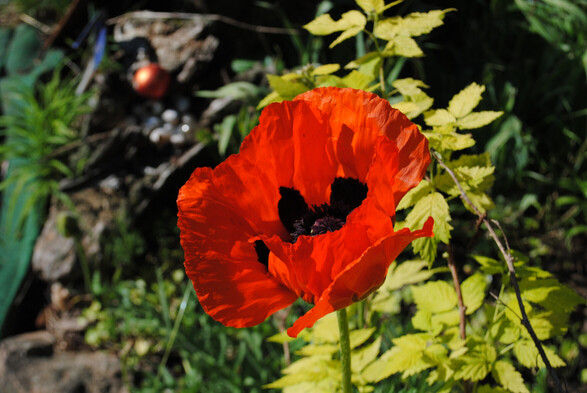 closeup of a bright orange-red poppy flower in full morning sun