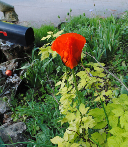 a single bright red poppy flower in cool evening light, not yet fully open, with a background of various green garden foliage, more poppy buds in the distance, a black mailbox to the left and a bit of asphalt in the back