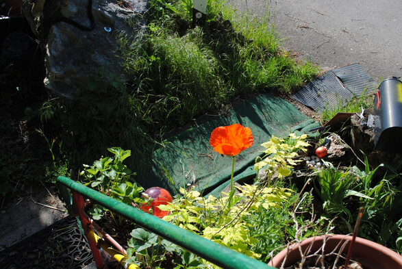 a view down some stairs onto a bright orange-red poppy flower in full morning sun, with a background of grass and various other garden foliage