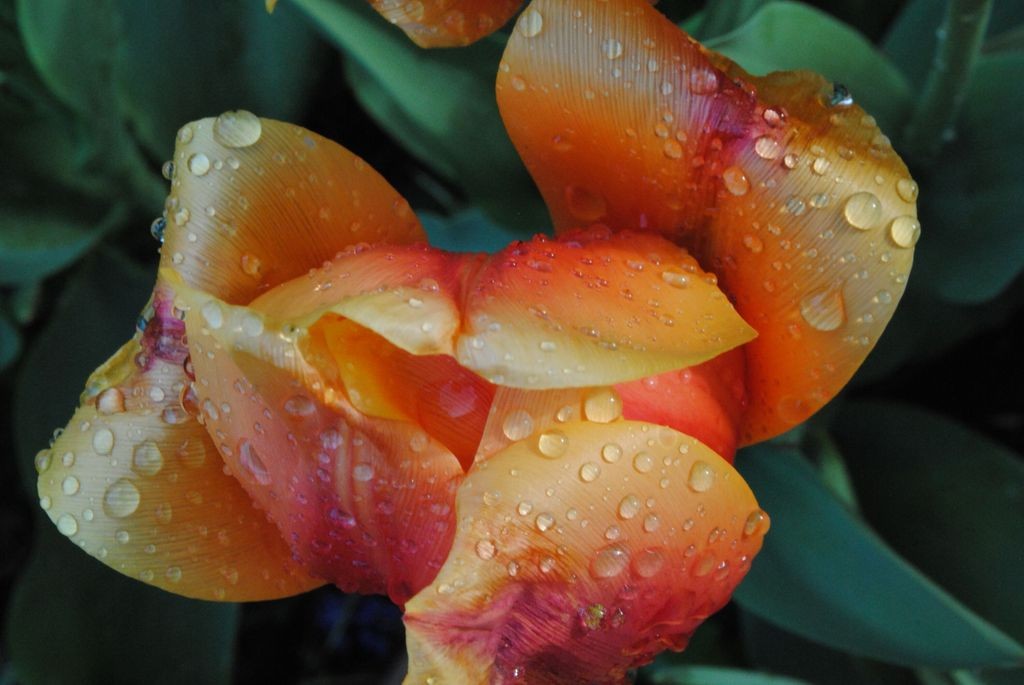 closeup of a mostly closed yellow and orange tulip flower seen from above, heavy with raindrops, some of its petals rounding outward, the background filled with tulip foliage